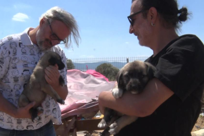 Birkaç köpekle başladı, bin 200 cana yuva oldu