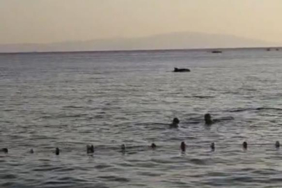 Bursa'da denize giren vatandaşlara yunus sürprizi