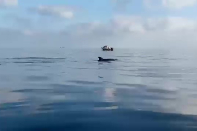 Yeniköy açıklarında yunuslar balıkçılara şov yaptı