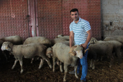 Bursa'da milyonluk yerli koçun erkek üçüz yavrusu oldu