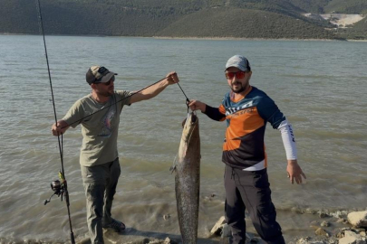 Bursa'da turna avına çıkan balıkçıların oltasına 127 santimlik dev yayın takıldı