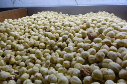 Fındıkta hasat sezonu tamamlandı