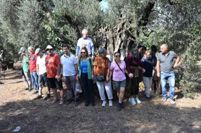 Gemlik'te zeytin ağacı 1500 yıldır meyve veriyor