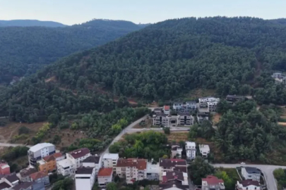 Bursa'da muhtardan mahalle sakinlerine 'Ayı' uyarısı