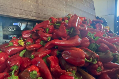 Yüksek aromasıyla öne çıkan Karacabey biberi salça yapımında revaçta