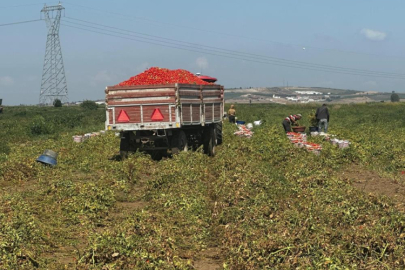 Bursa'da zirai ilaçlı çeltik suyu verimi düşürdü