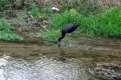 Nadir görülen kara leylek, Bursa'da kameralara takıldı