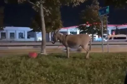Bursa'da ağaca bağlanan eşek görenleri şaşırttı