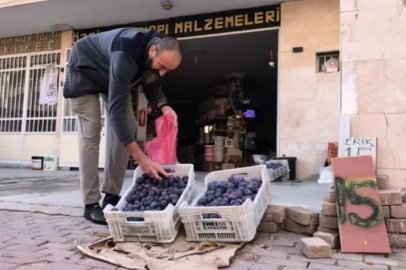 Bursalı çiftçi erikleri çöpe atmadı fenomen oldu