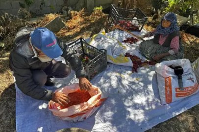 Bursa'da evlat sevgisi acı biberi tatlı kıldı