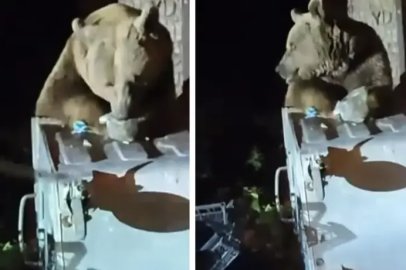 Uludağ'da yemek arayan ayı böyle görüntülendi