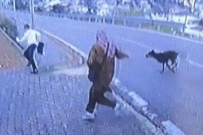 Bursa'da köpek dehşeti: Bacağını kırdı