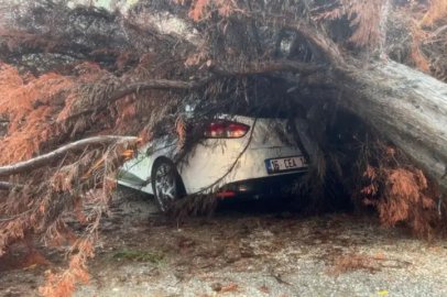 Bursa'da sağanak yağışa dayanamadı, ağacın üzerine devrildi