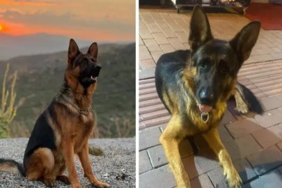 Bursa'da kaybolan Alman kurdunu bulana ödül