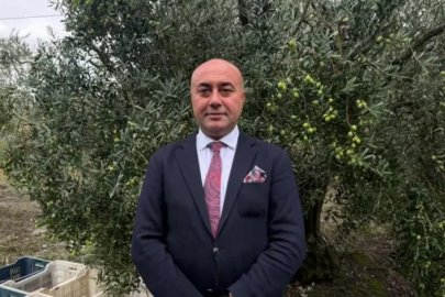 Türkiye'de zeytinde rekor rekolte beklentisi