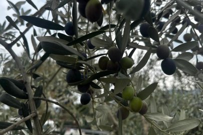 Bursa'da bu sezon 165 bin ton sofralık, 125 bin ton yağlık zeytin bekleniyor