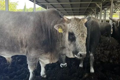 BUÜ'den ithal ete karşı yerli çözüm