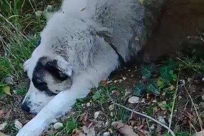 Ormanda tuzağa yakalanan köpeği arama kurtarma ekipleri kurtardı