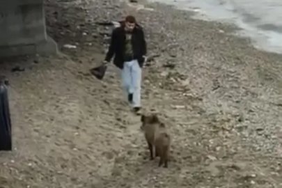 Bursa’da aç kalan domuz Mudanya sahiline indi