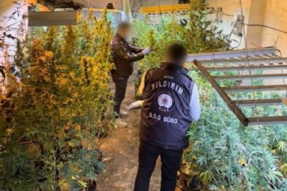 Bursa'da kenevir serasına dönen kasap dükkanına baskın