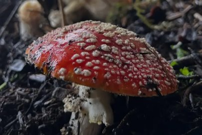 Uzmanı uyardı: Bilinçsiz mantar tüketmeyin!