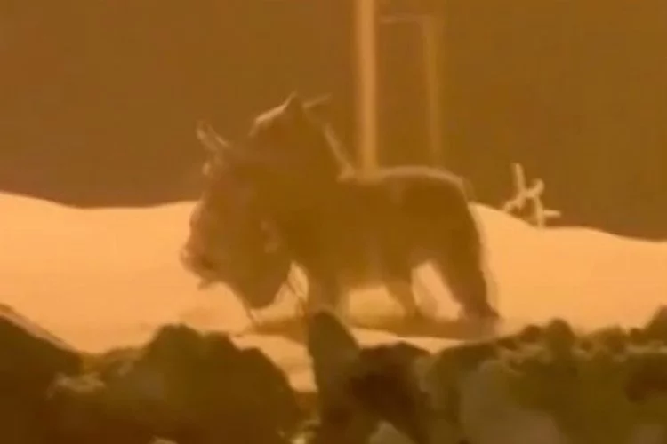 Acıkan kurt şehir merkezine inerek bir köpeği parçaladı