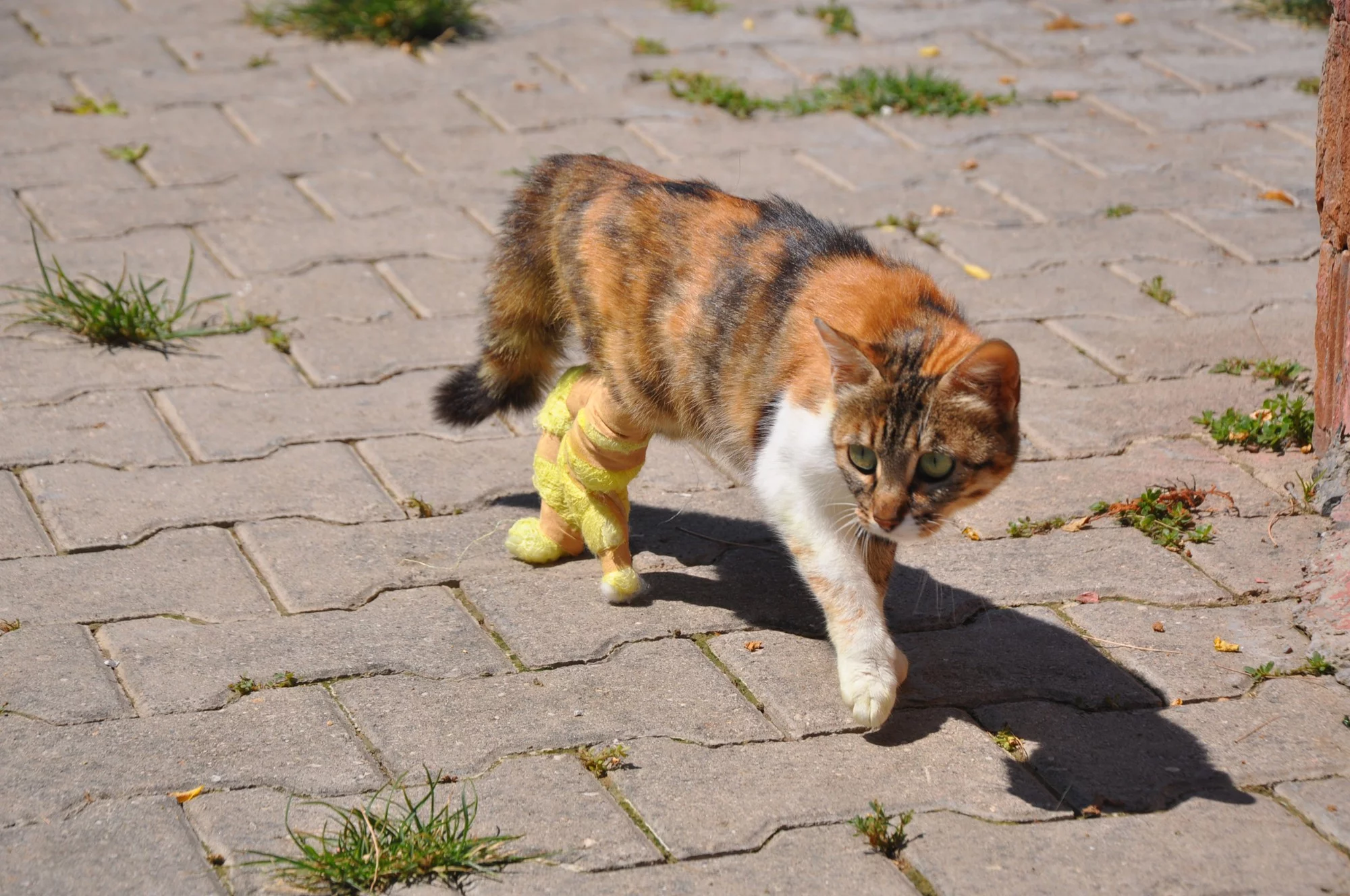 Bacakları kopan hamile kedi protez bacakları ile ilk adımını attı