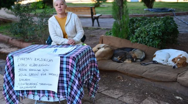 Baktığı sokak köpeklerinin kulübeleri taşınan hayvansever tepkili