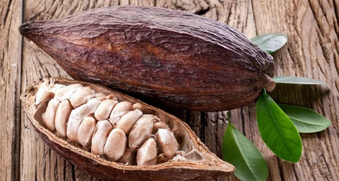 Bronzluk için kullanılan kakao yağının bilinmeyen etkileri