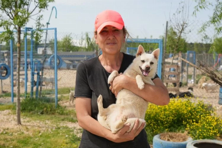 Bursa’da bulunan barınaktaki cins köpekler sahiplendirilmeyi bekliyor