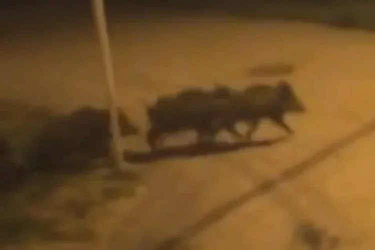 Bursa’da domuz sürüsü şehir merkezine indi