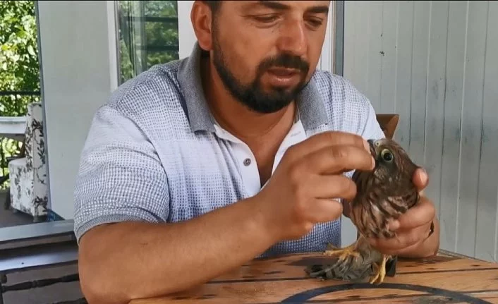 Bursa'da yırtıcı kuşla arkadaş oldu elleriyle besledi