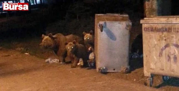 Bursa'da aç kalan ayılar çöplere dadandı
