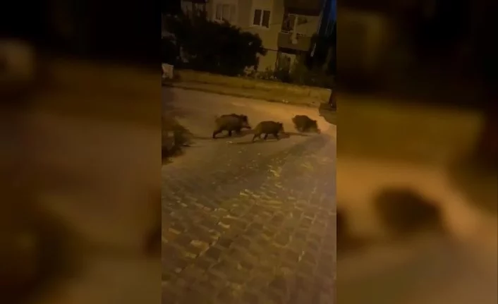 Bursa'da aç kalan domuz sürüsü şehre indi
