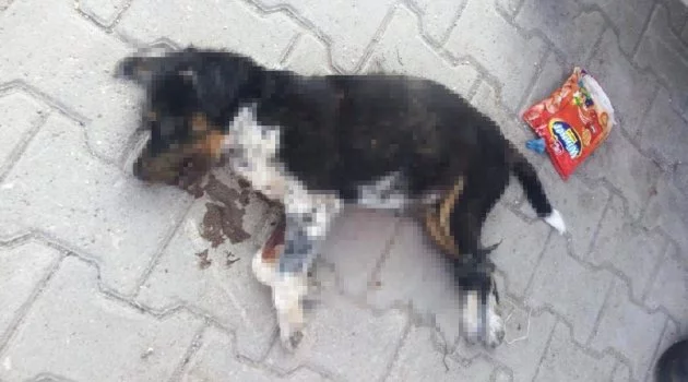 Bursa'da bacakları bağlanarak denize atılan köpek ölüsü, karaya vurdu