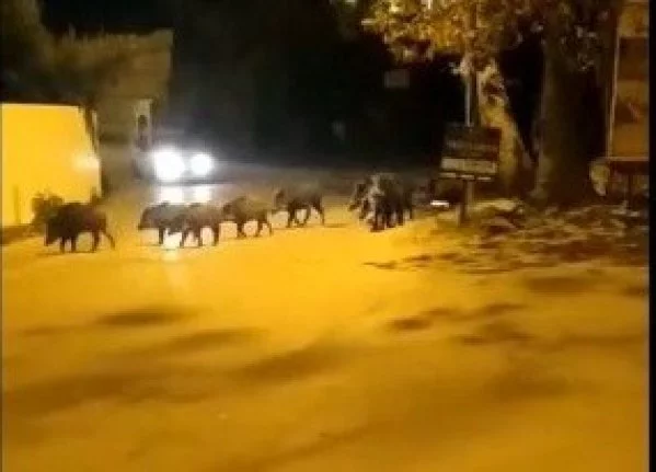 Bursa'da domuz sürüsü ilçe merkezine indi