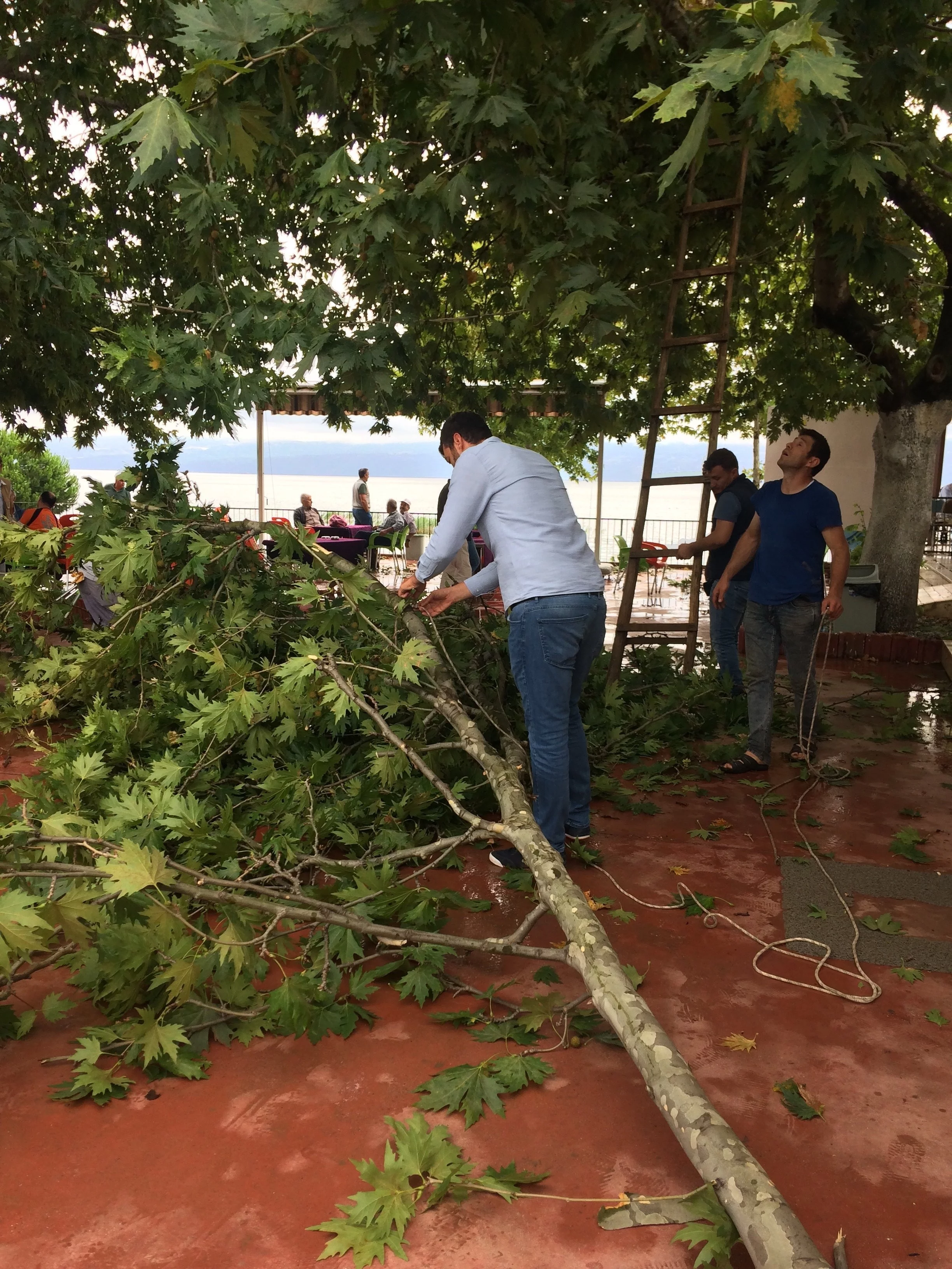 Bursa'da fırtına ağaçları devirdi