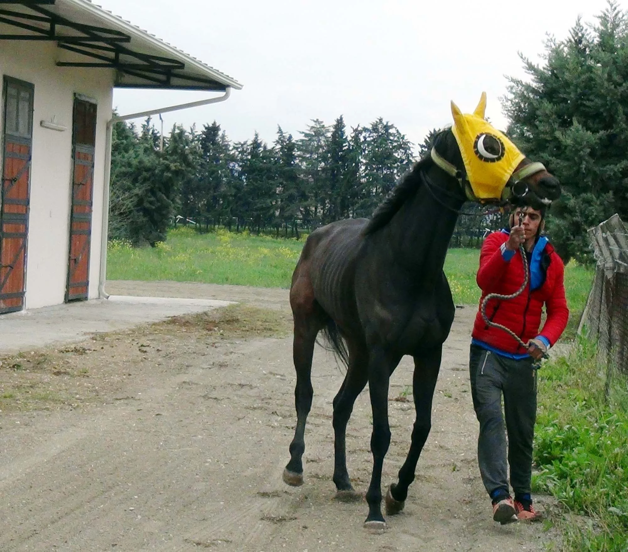 Bursa'da icradan satılık yarış atına alıcı çıkmadı