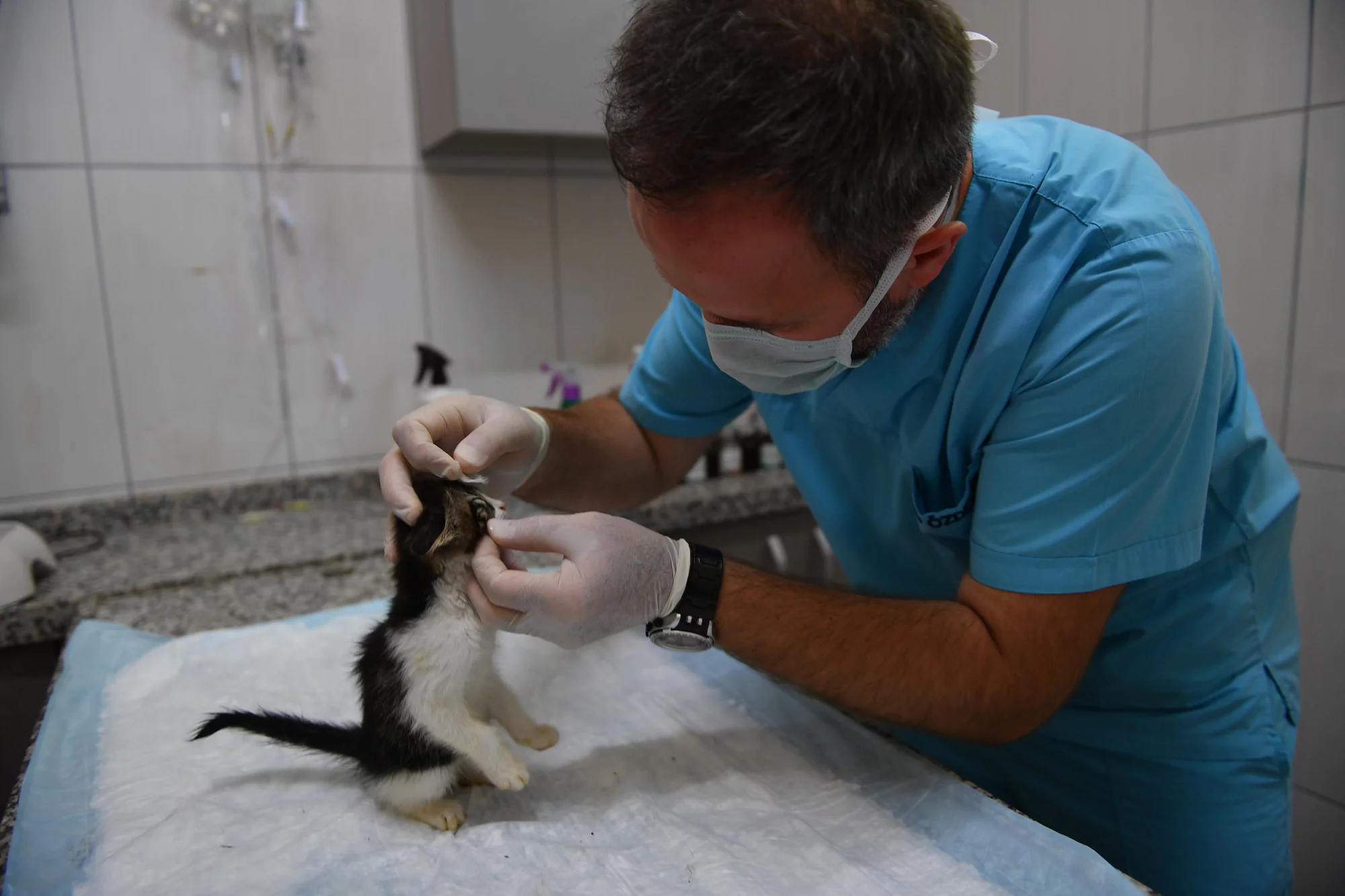 Bursa'da sadece kedilere hizmet verilen tedavi ünitesi