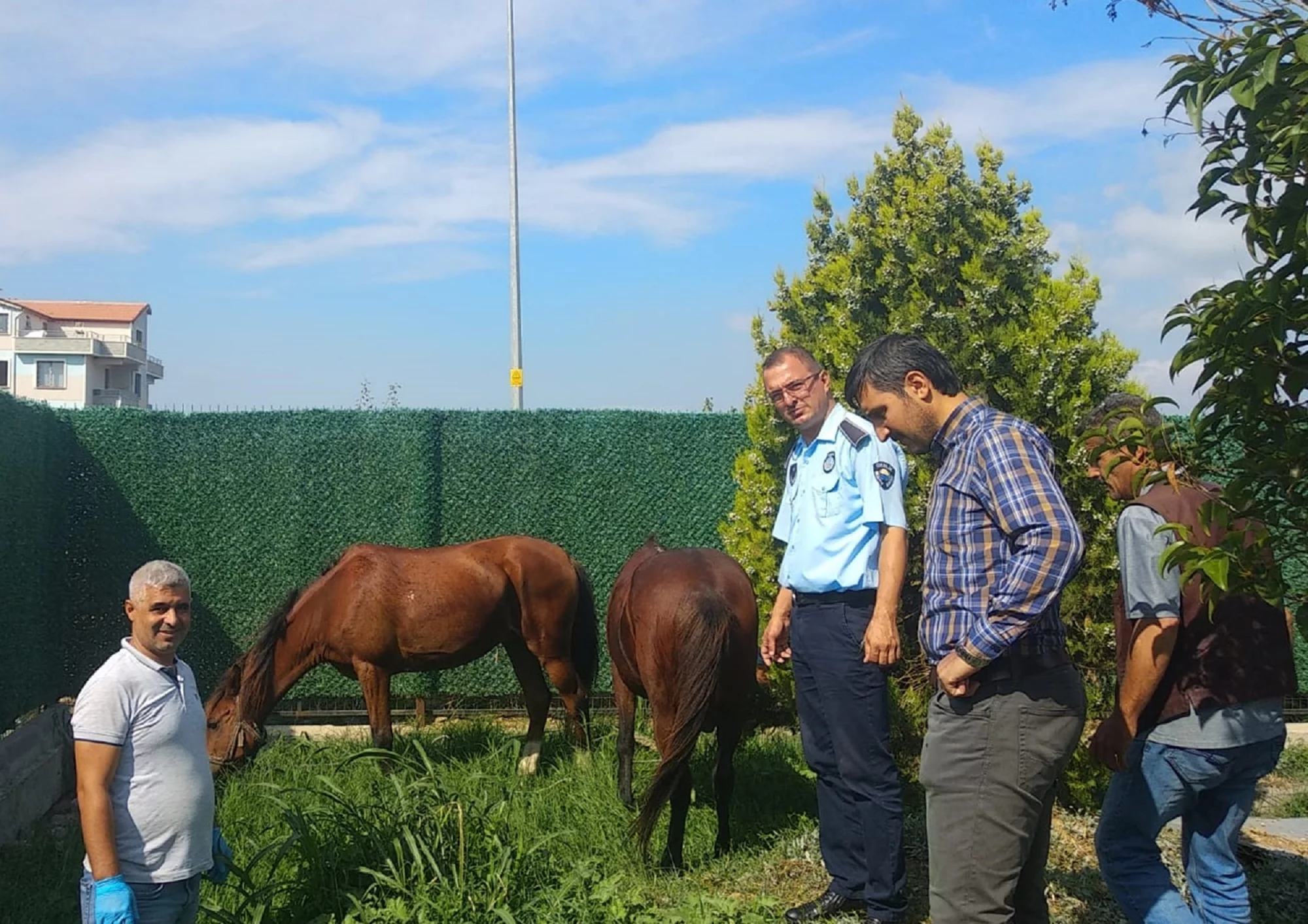 Bursa'da sahipsiz atlar belediye korumasında