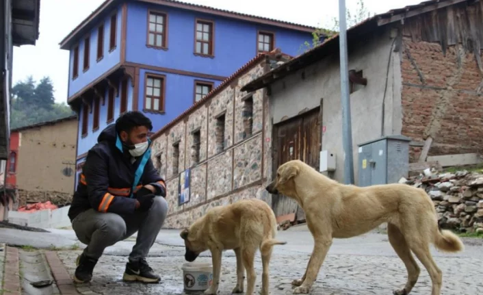 Bursa'da sokak hayvanları için beslenme seferberliği