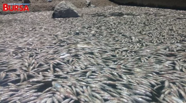 Bursa'daki Toplu Balık Ölümleri Meclis Gündeminde