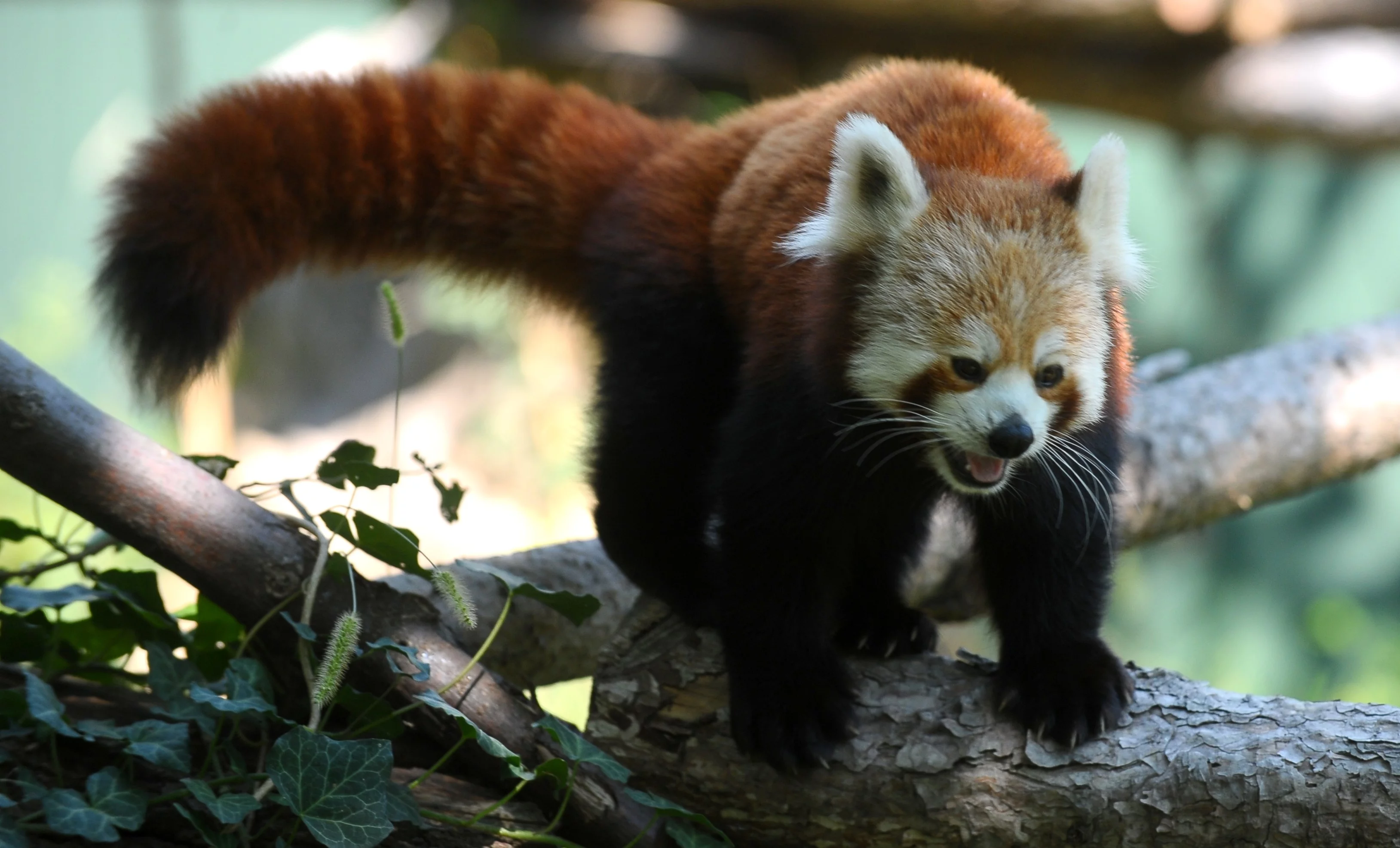 Bursa Hayvanat Bahçesi'nin yeni misafiri kırmızı pandalar