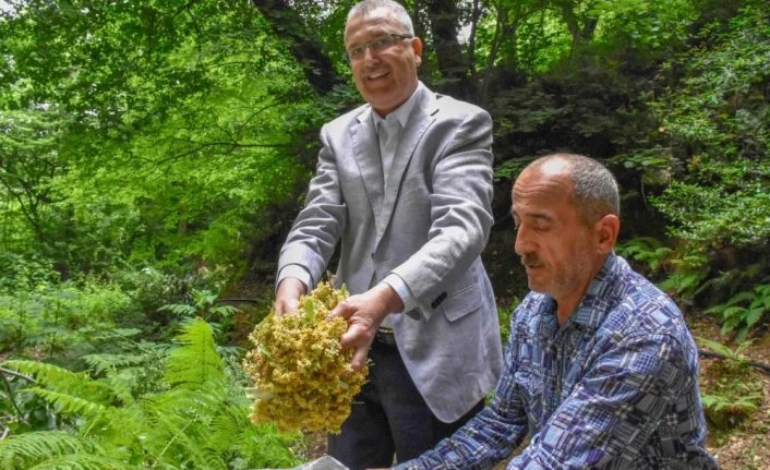 Bursa'nın dünyaca ünlü ıhlamur ormanlarında hasat başladı