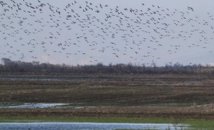 Bursa semalarında binlerce pelikanın göç yolculuğu