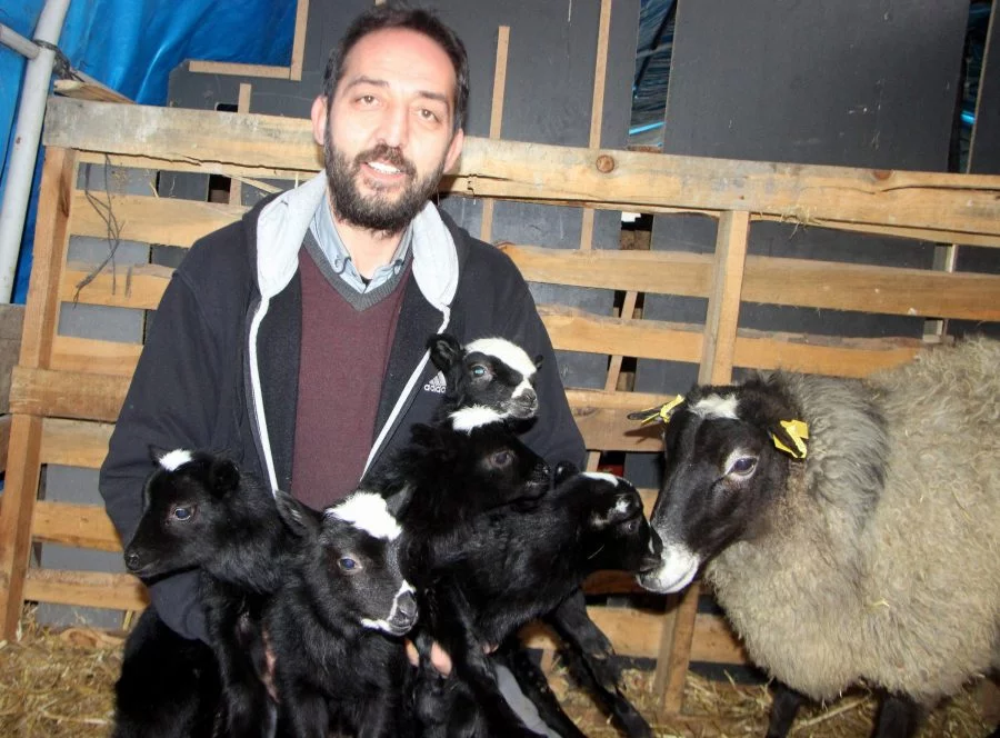 Bursa'ya Ukrayna'dan getirilen koyunlar beşiz doğurdu