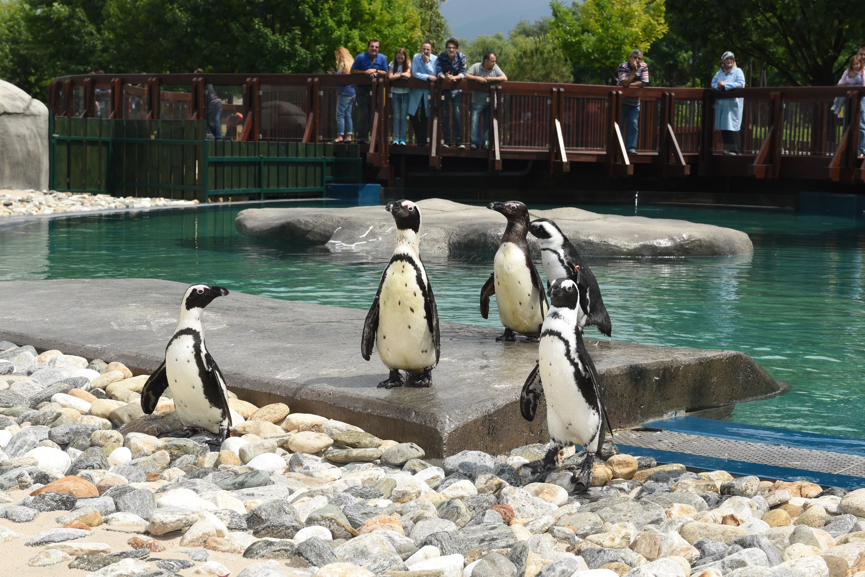 Bursa Zoo'nun yeni misafirleri fok ve penguen