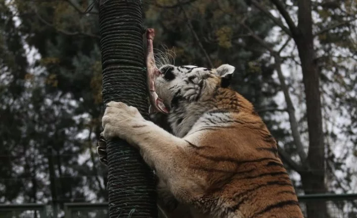 Bursa Zoopark'ta yırtıcı hayvanların beslenmeleri nefes kesti
