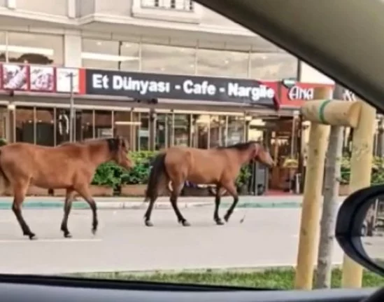 Bursa’da başıboş atlar yollarda cirit atıyor