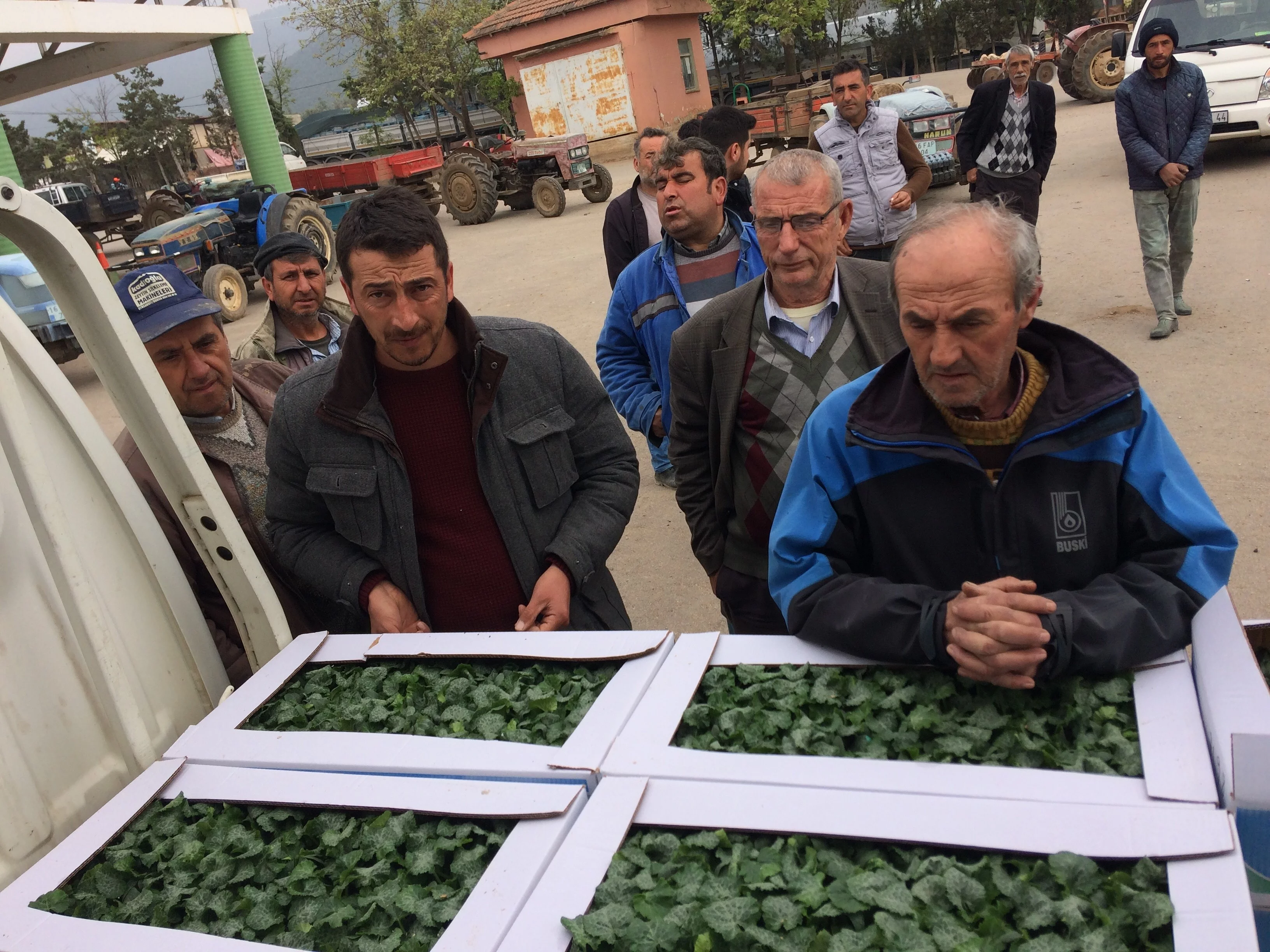 Bursa’da çiftçilere 150 bin kabak fidesi dağıtıldı
